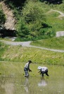 田植えの頃