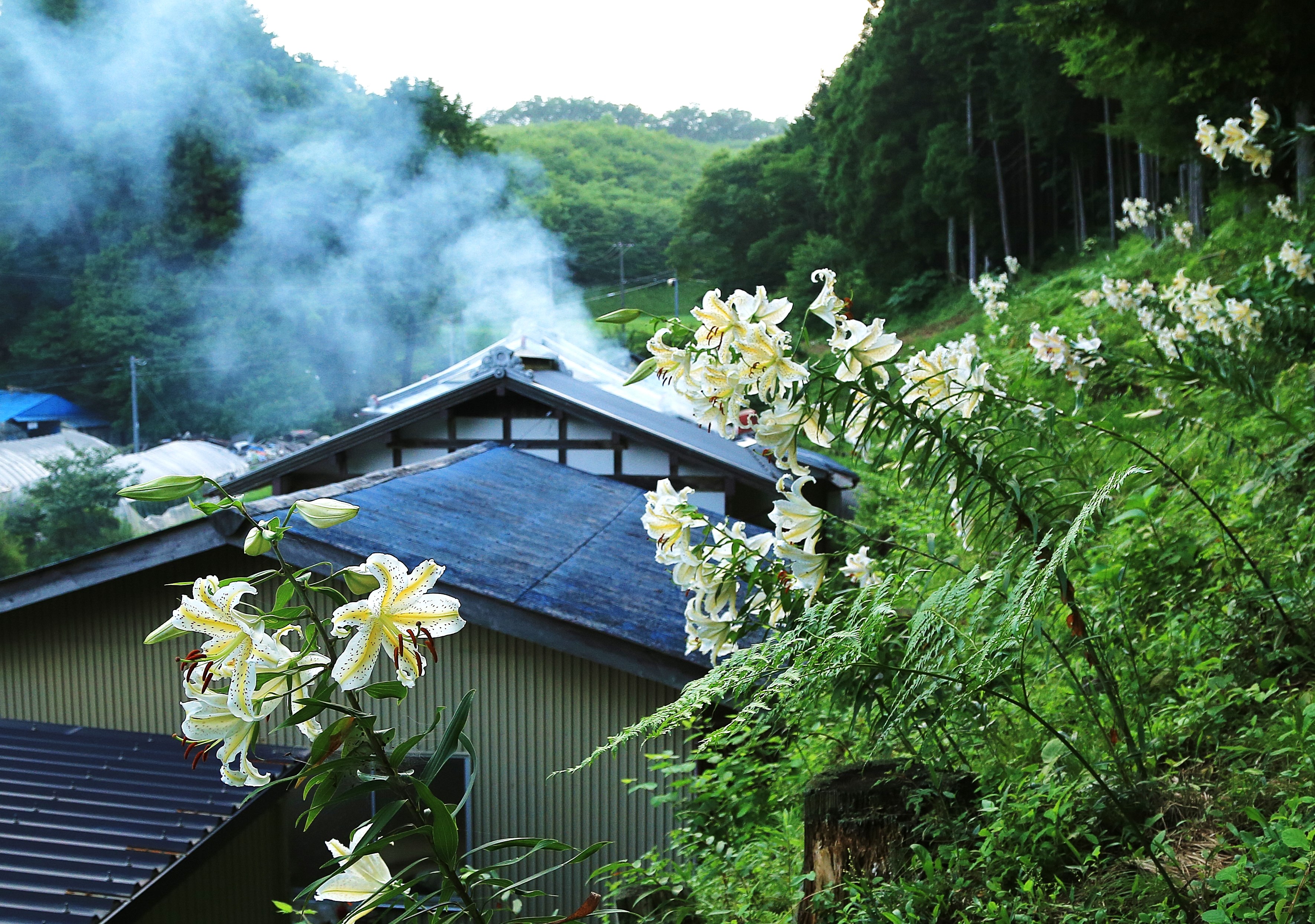 『山ユリに包まれて』の画像