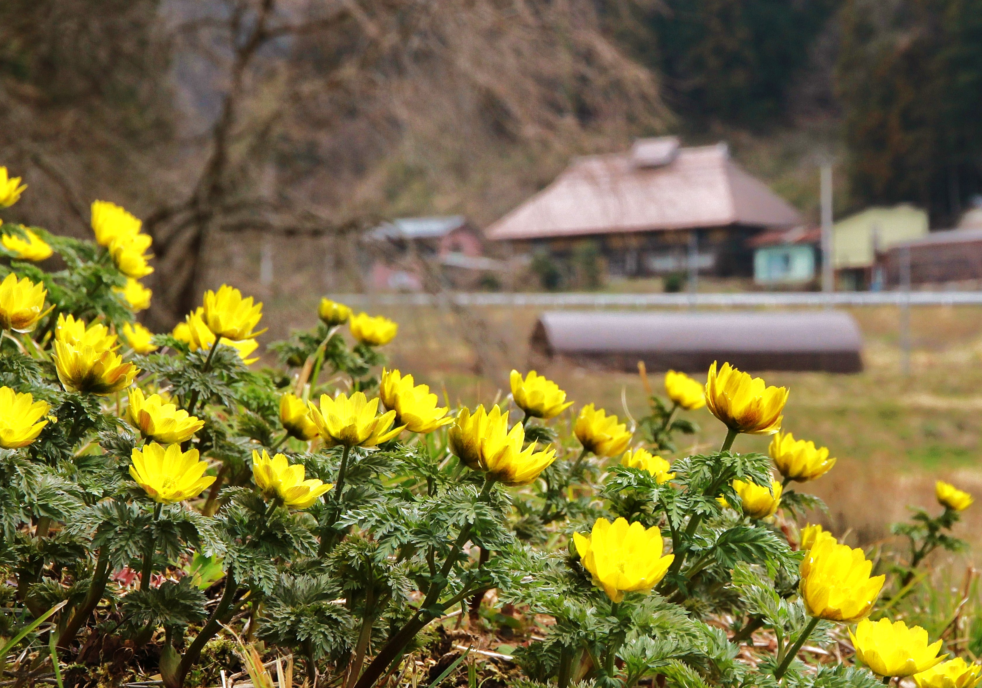 『福寿草の咲く里』の画像