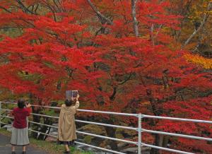 『佳作（紅葉彩キャンパス）』の画像