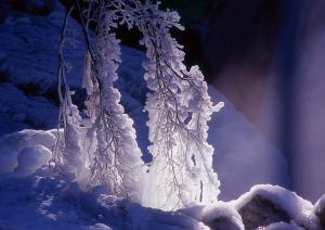 『『特選「氷の造形」』の画像』の画像