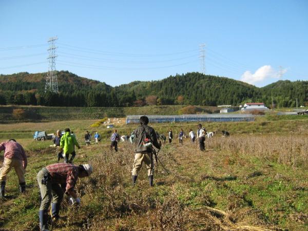 『大豆収穫』の画像