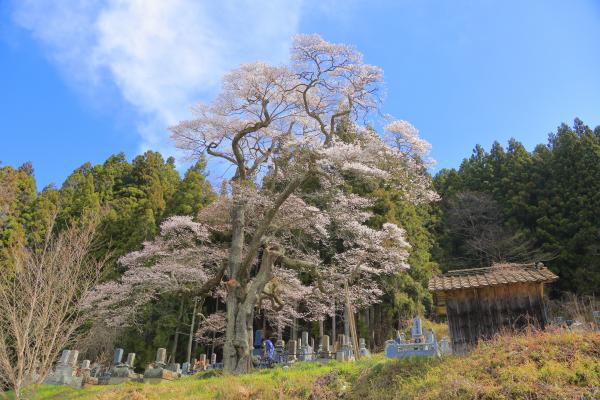 二段田のひがん桜