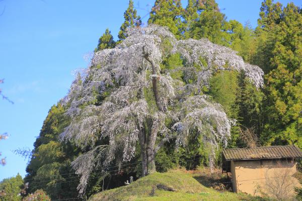 火打石のしだれ桜