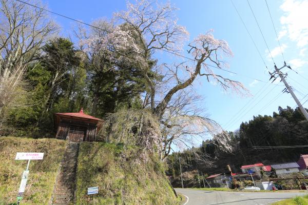 官沢の地蔵様のしだれ桜