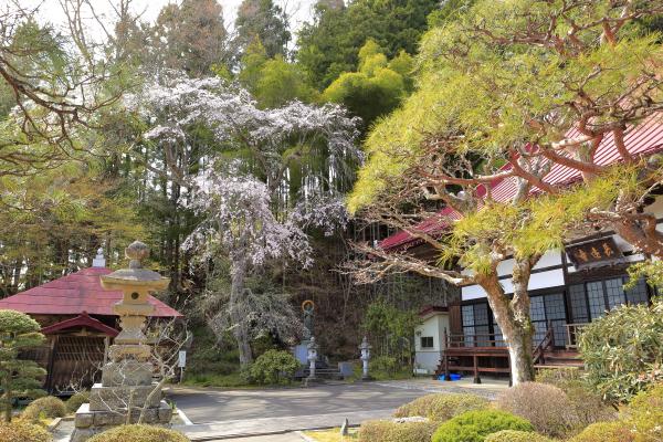 長遠寺のしだれ桜