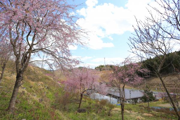 舘山公園の春