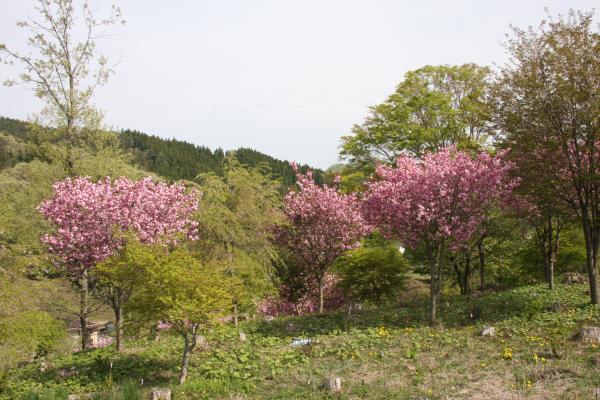 サンプル画像2