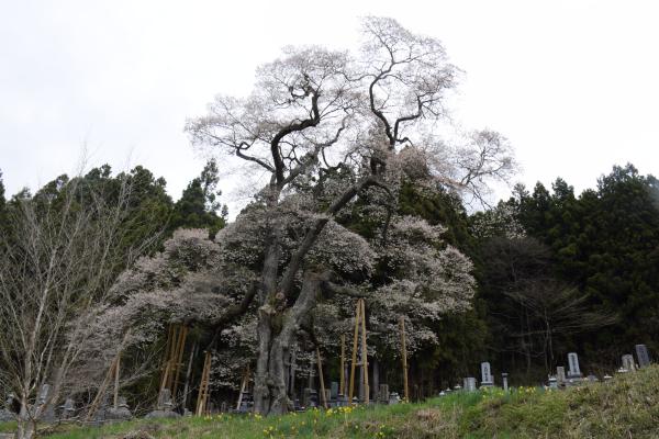 サンプル画像1