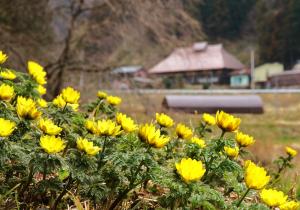 新規ページ用福寿草1
