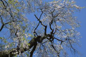 長遠寺のしだれ桜2_20220408