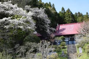 長遠寺のしだれ桜2_20220408