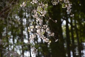 長遠寺のしだれ桜1_20220408