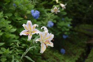 舘山公園ヤマユリ１_20220719