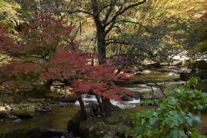 紅葉強滝3_20221018