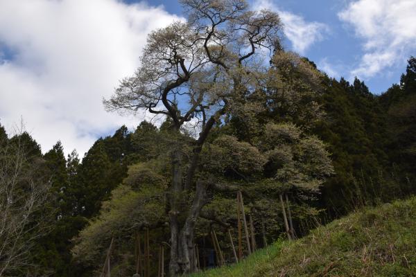 2024.4.8仁田桜