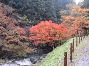 江竜田紅葉(2)