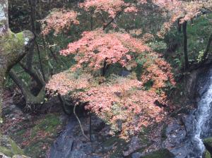 江竜田紅葉(4)