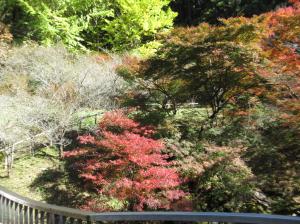 強滝紅葉(3)