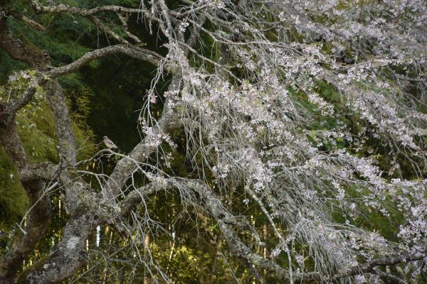 R7桜１