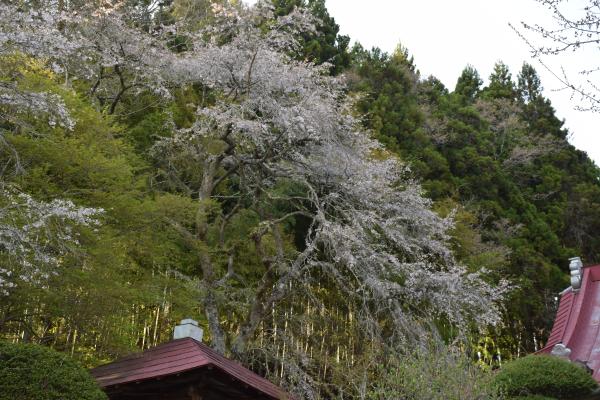 R7桜２