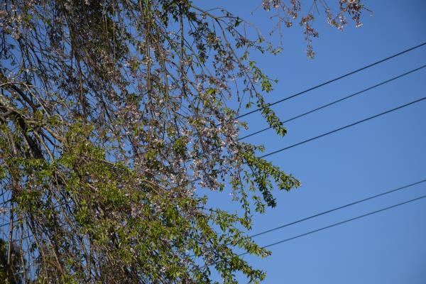 R7桜３