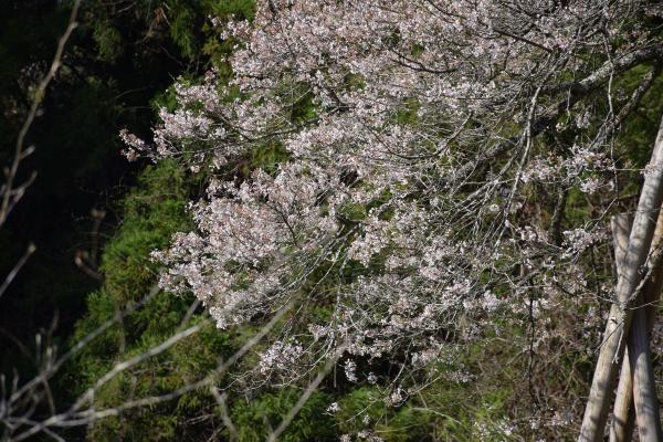 R7桜５