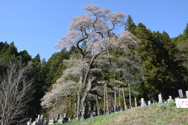 R7桜６