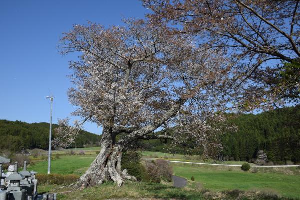 R7桜１０