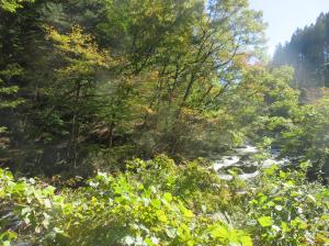 強滝紅葉中流(2)