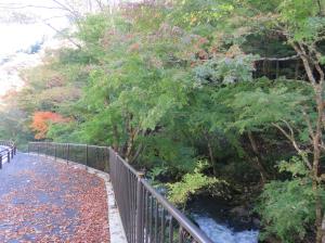 強滝紅葉中流(4)