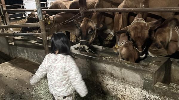 保育園留学体験メニュー（乳しぼり体験20251104_1）