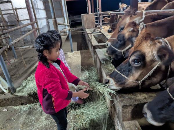 保育園留学体験メニュー(乳しぼり体験20251117_1)