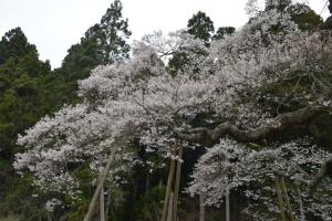 二段田0413_03