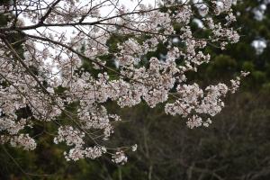 二段田0413_04