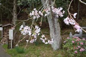 長遠寺0413_03
