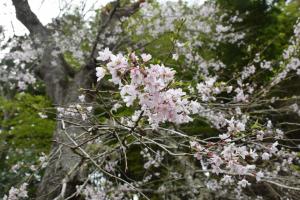 長遠寺0413_04