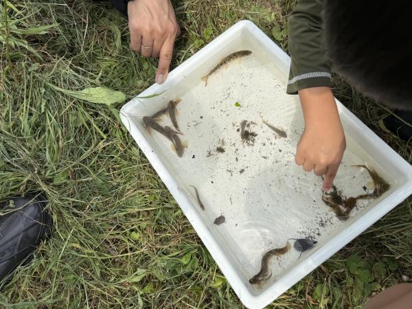 保育園留学体験メニュー（川の生き物調査20260826_2）