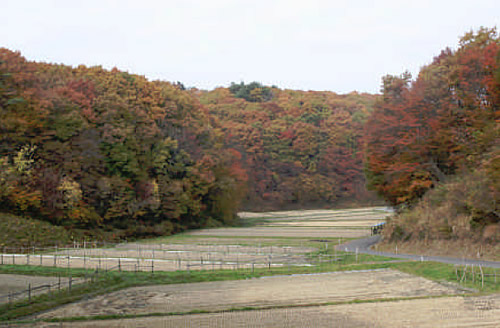 仁田（にだ）の谷戸田と紅葉