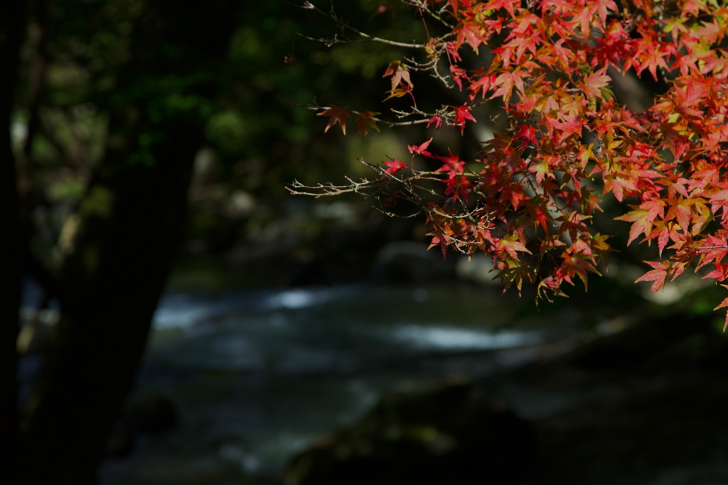 『秋の色づき』の写真