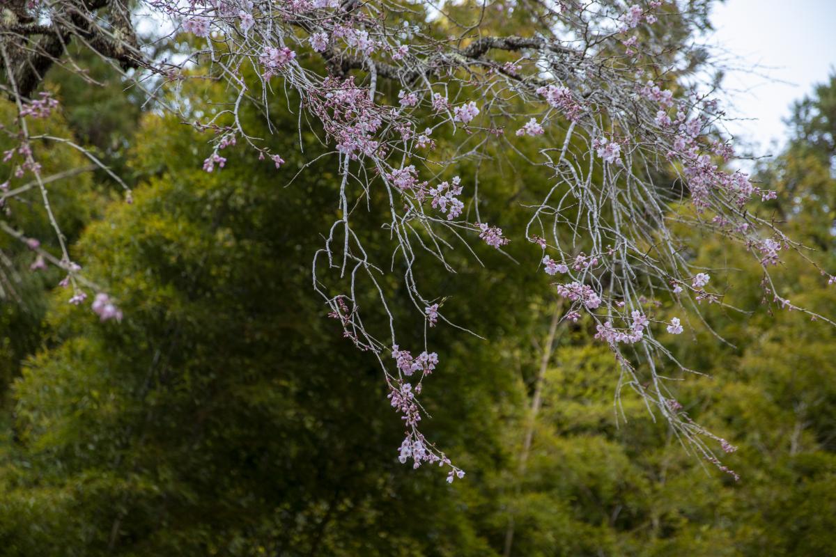 『長遠寺の桜は３分咲き』の写真