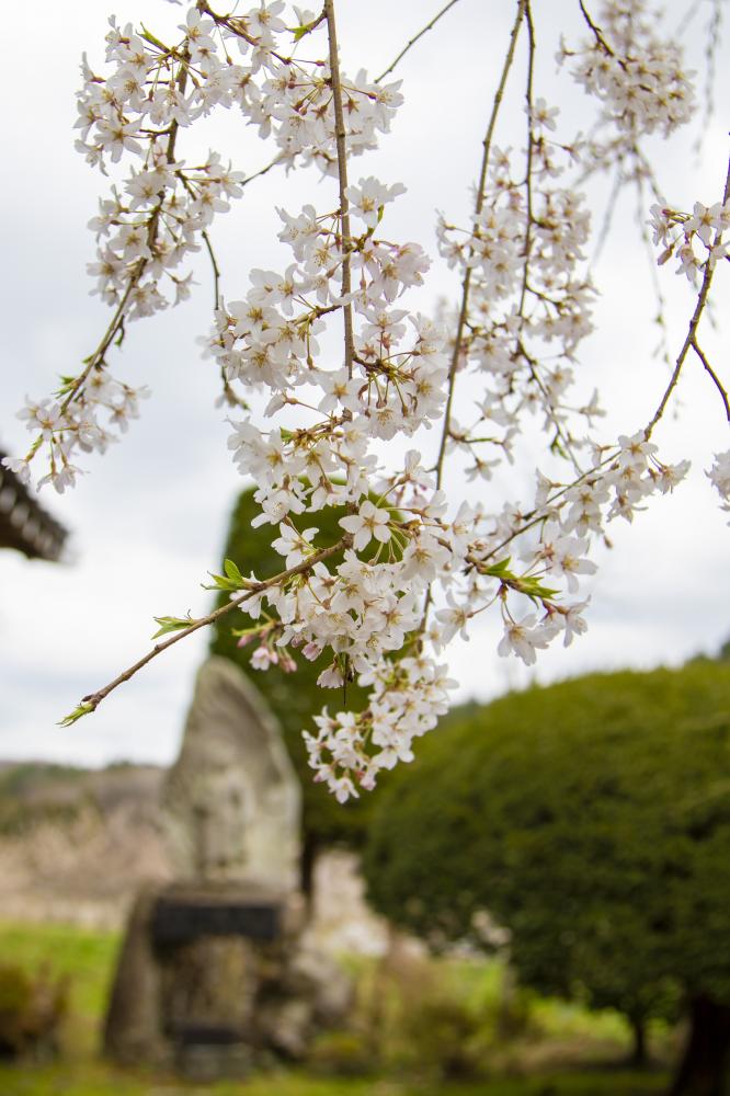 『東光寺の枝垂れ桜が見頃です』の写真
