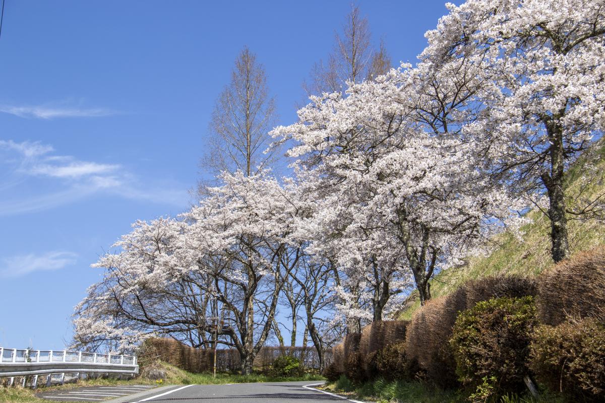『こどもセンターの桜満開』の写真
