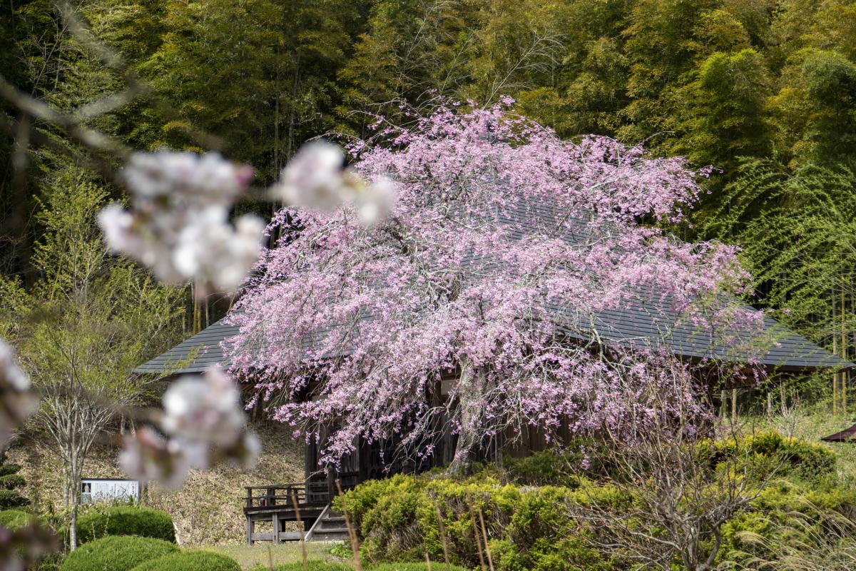 『富田薬師堂の枝垂れ桜が見頃』の写真