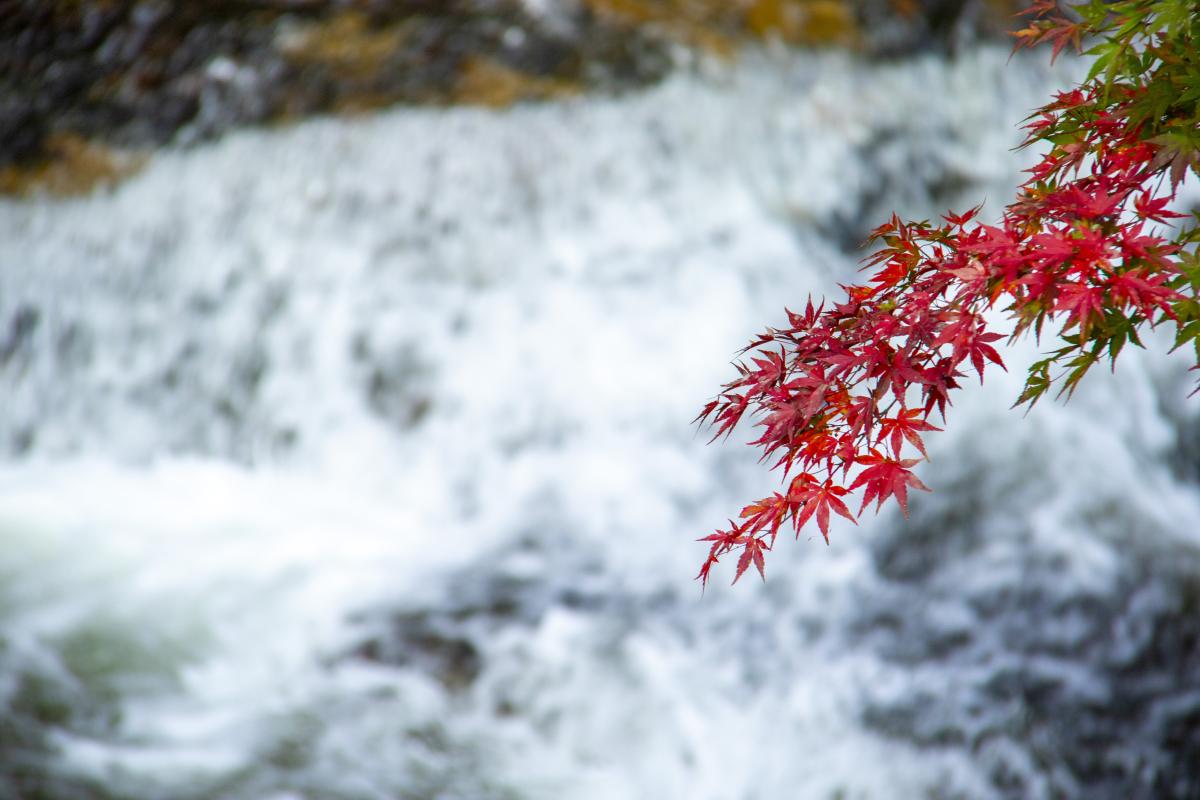 『強滝の紅葉』の写真