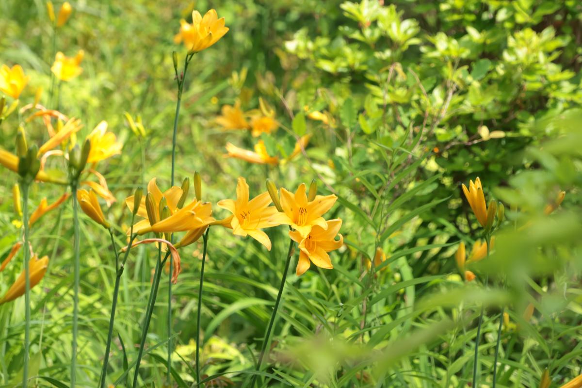 『舘山公園のニッコウキスゲ』の写真
