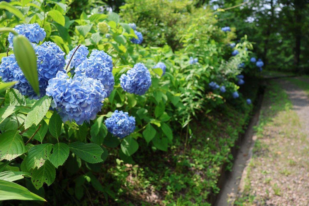 『舘山公園でアジサイとヤマユリが咲き始めました』の写真