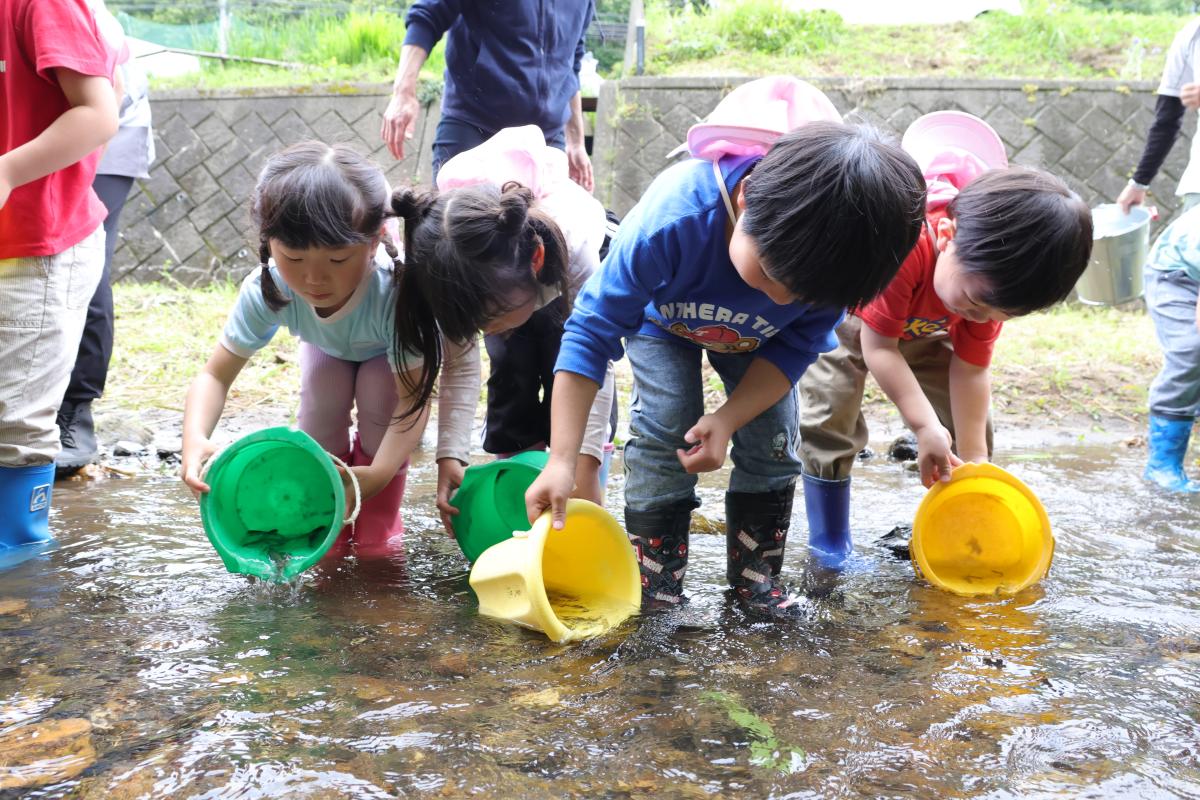 『園児がヤマメの稚魚放流』の写真