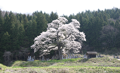 二段田のひがん桜の画像
