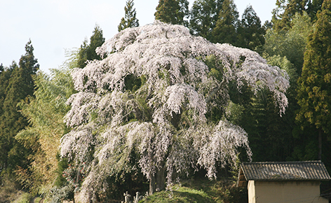 火打石のしだれ桜の画像